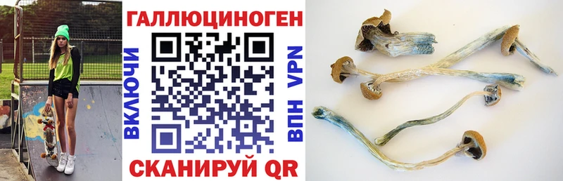 Купить  Горячий Ключ  Псилоцибиновые грибы мицелий 